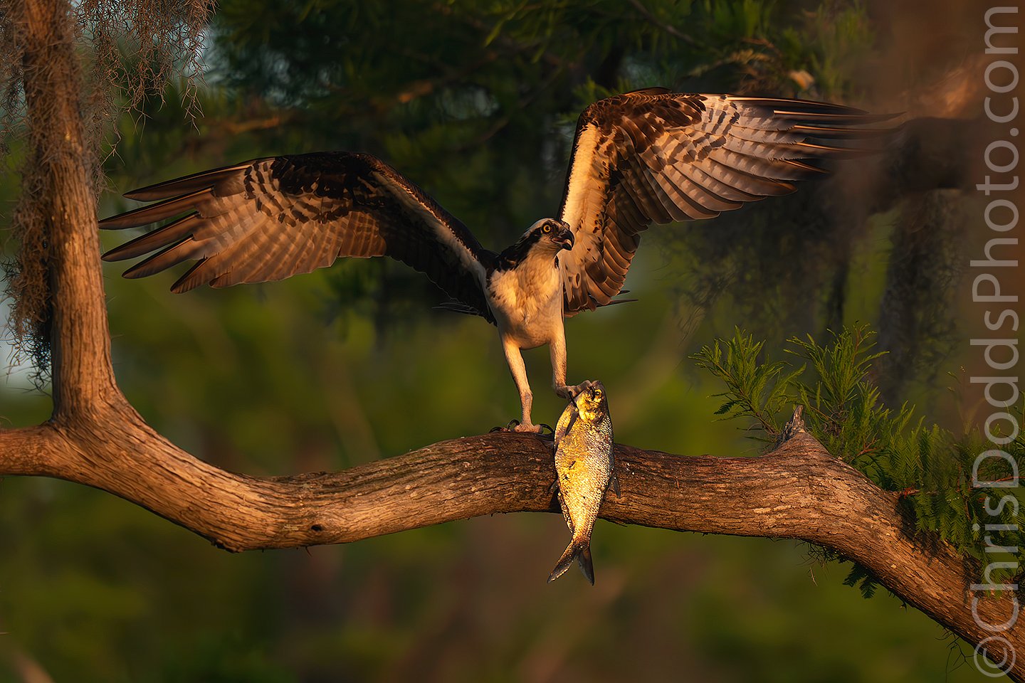 【美品】FALCON OSPREY 鶚90 Osprey EDX – Carbon Fiber - Arizona Custom Knives